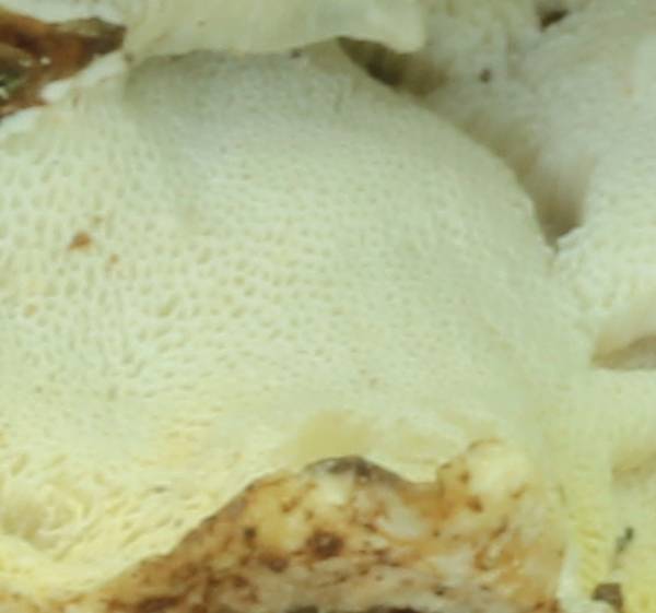 Oligoporus?? (Skeletocutis amorpha)